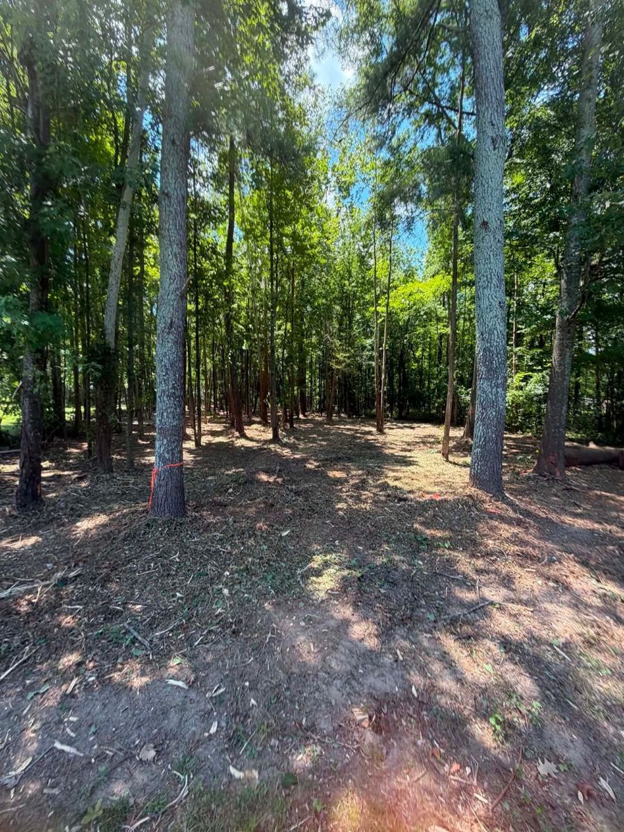 A wooded lot with tall pines